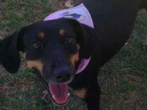 Cachorro raça Srd idade 1 ano nome Poli