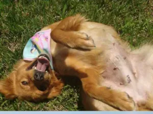 Cachorro raça Srd idade 1 ano nome Dentinha