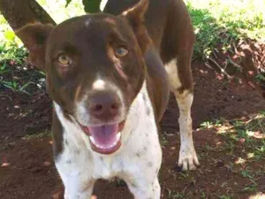 Cachorro raça Srd idade 1 ano nome Rihana
