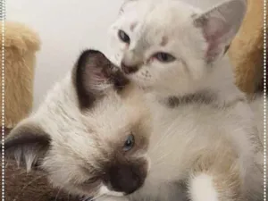 Gato raça SRD idade 2 a 6 meses nome lizzie e Luna