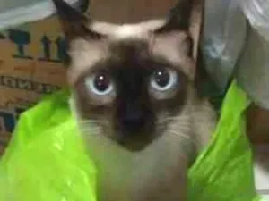 Gato raça SRD idade 2 a 6 meses nome Sumiko e Yoko