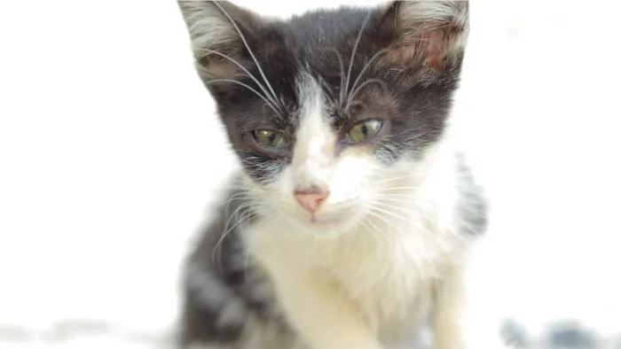 Gato ra a Não tem raça idade Abaixo de 2 meses nome Não tem nome