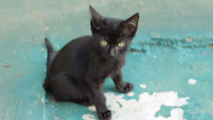 Gato ra a Não tem raça idade Abaixo de 2 meses nome Não tem nome