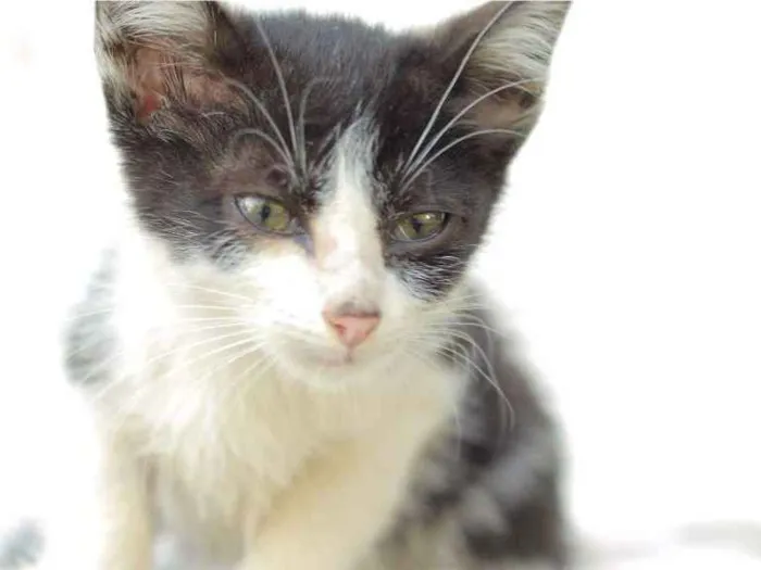 Gato ra a Não tem raça idade Abaixo de 2 meses nome Não tem nome