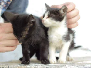 Gato raça Não tem raça idade Abaixo de 2 meses nome Não tem nome