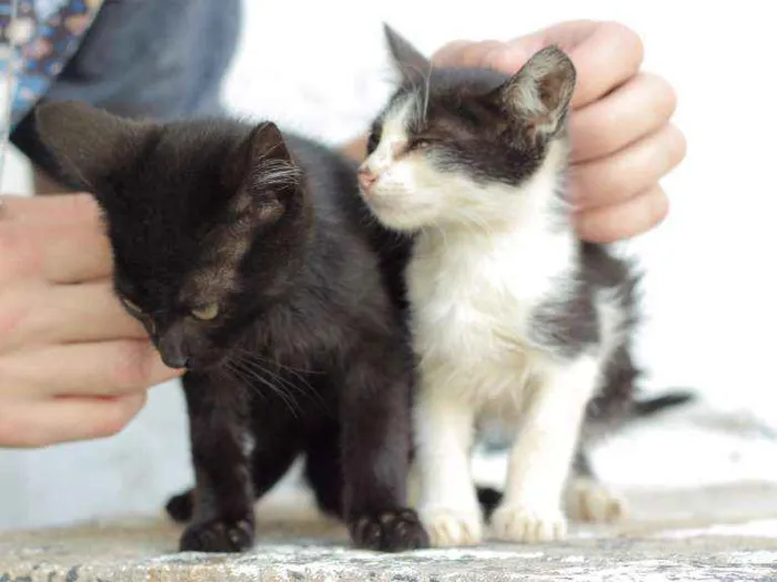 Gato ra a Não tem raça idade Abaixo de 2 meses nome Não tem nome