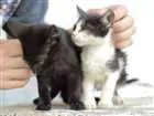 Gato raça Não tem raça idade Abaixo de 2 meses nome Não tem nome