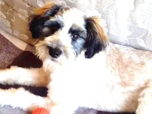 Cachorro raça SRD idade 1 ano nome Meg