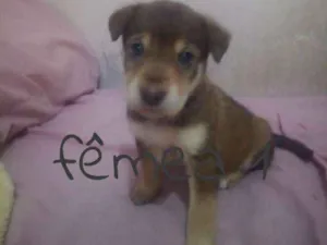 Cachorro raça SRD idade Abaixo de 2 meses nome Filhotes