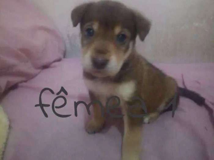 Cachorro ra a SRD idade Abaixo de 2 meses nome Filhotes
