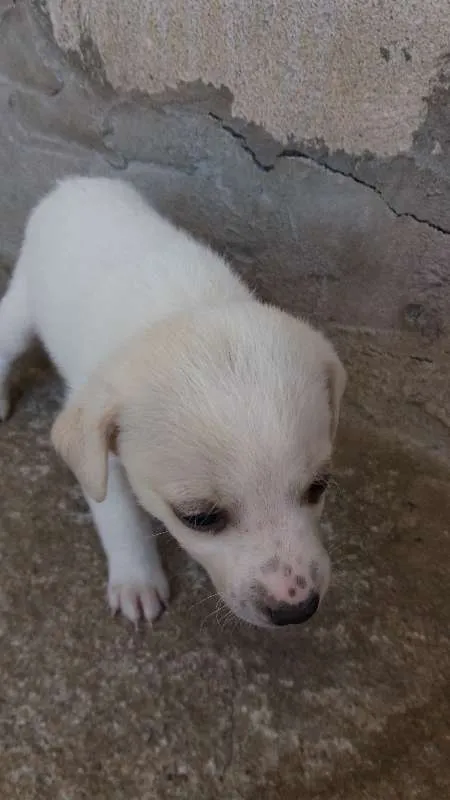 Cachorro raça R.I idade 2 a 6 meses nome Sem nome