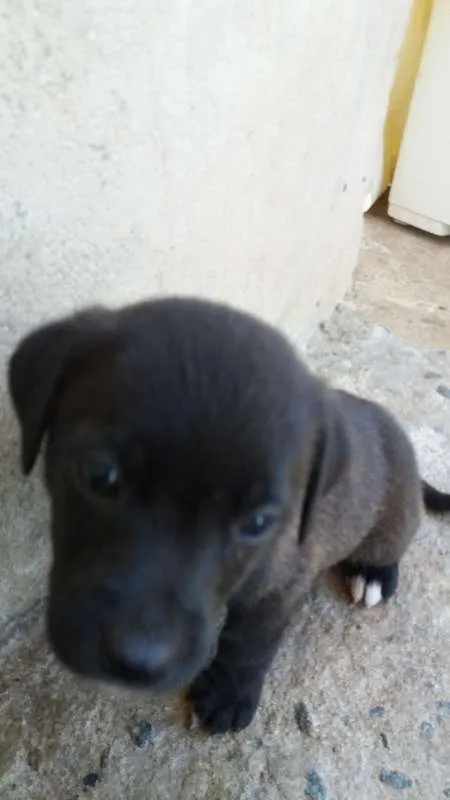 Cachorro raça R.I idade 2 a 6 meses nome Sem nome