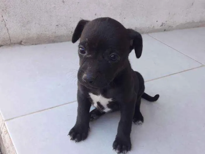 Cachorro ra a Viralata idade Abaixo de 2 meses nome Doralice