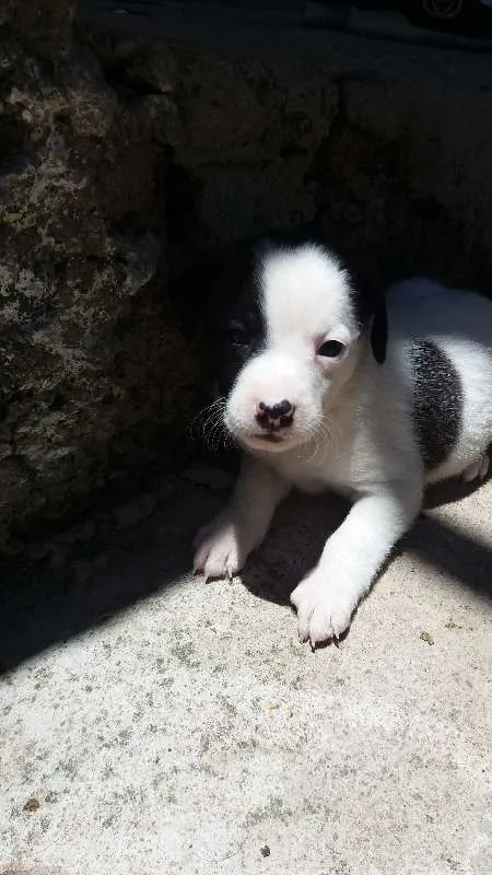 Cachorro raça R.I idade 2 a 6 meses nome Sem nome