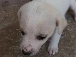 Cachorro raça R.I idade 2 a 6 meses nome Sem nome