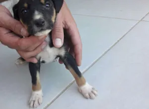 Cachorro raça Vira-lata  idade Abaixo de 2 meses nome Filhote 
