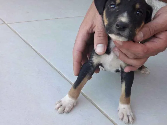 Cachorro ra a Vira-lata  idade Abaixo de 2 meses nome Filhote 