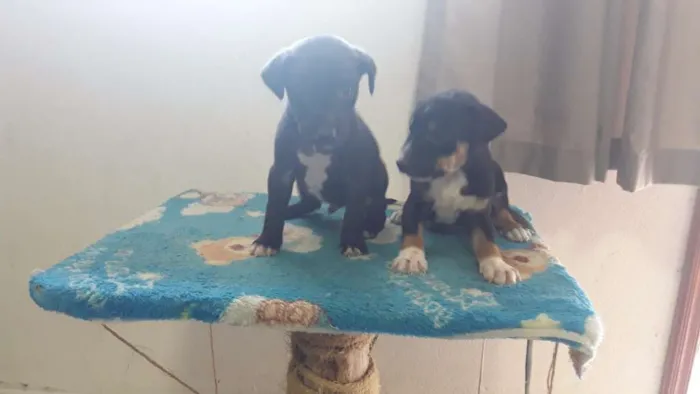 Cachorro ra a Viralata idade Abaixo de 2 meses nome Filhotes