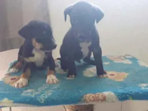 Cachorro raça Viralata idade Abaixo de 2 meses nome Filhotes