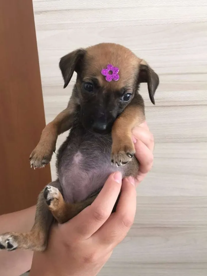 Cachorro raça SRD idade Abaixo de 2 meses nome Romeu e Julieta