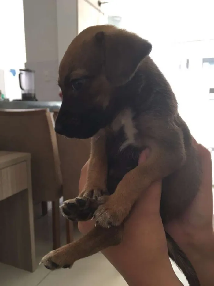 Cachorro raça SRD idade Abaixo de 2 meses nome Romeu e Julieta