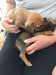 Romeu e Julieta
