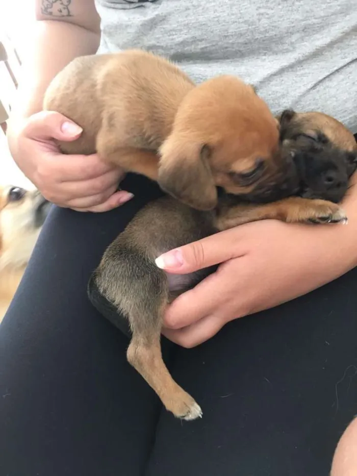 Cachorro raça SRD idade Abaixo de 2 meses nome Romeu e Julieta