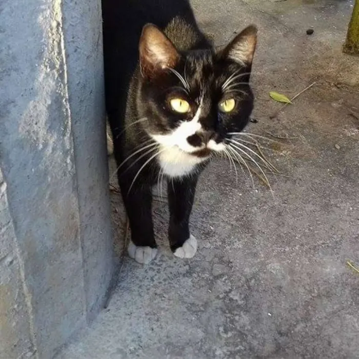 Gato ra a sem raça definida idade 1 ano nome Leona