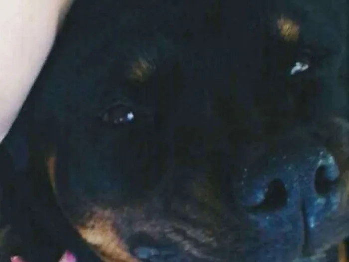 Cachorro raça Rotteweiler idade 3 anos nome Thor