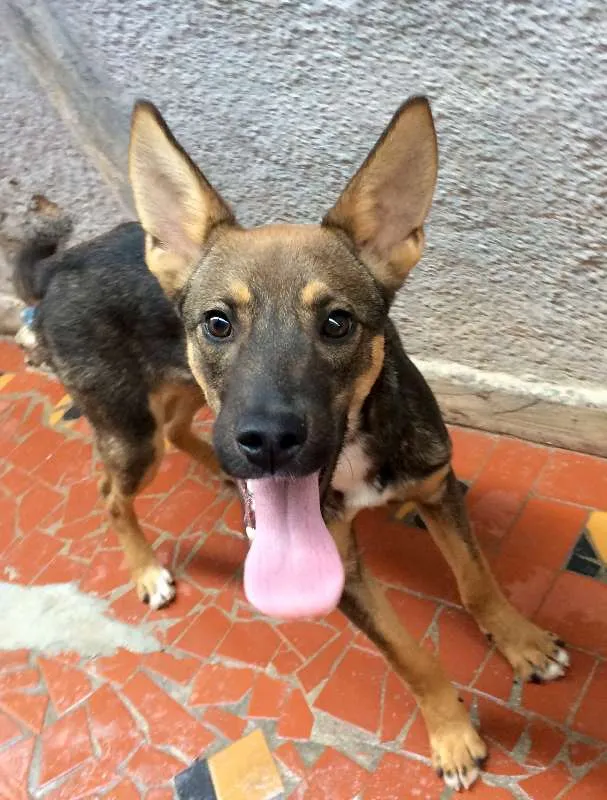 Cachorro ra a SRD idade 7 a 11 meses nome Sultão
