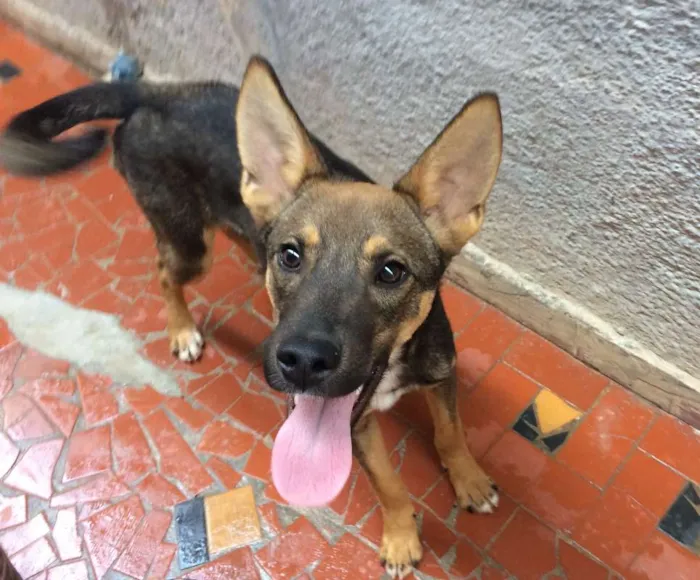 Cachorro ra a SRD idade 7 a 11 meses nome Sultão