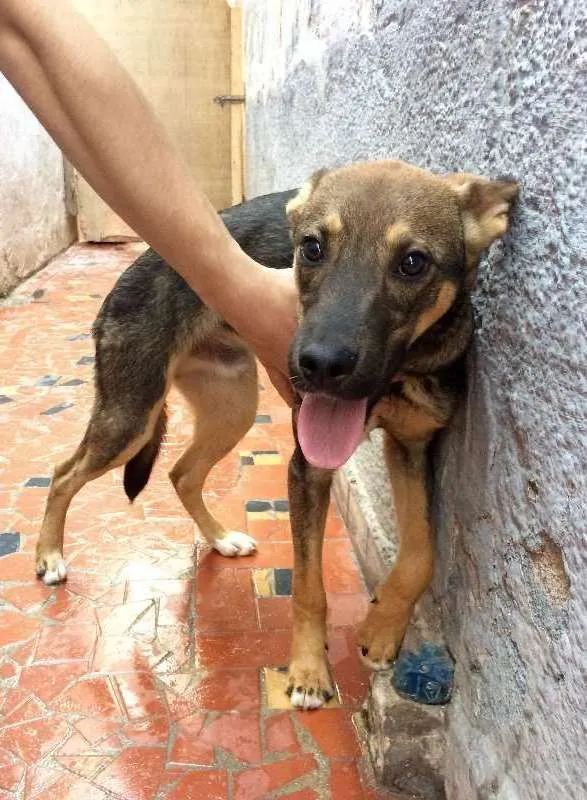 Cachorro ra a SRD idade 7 a 11 meses nome Sultão