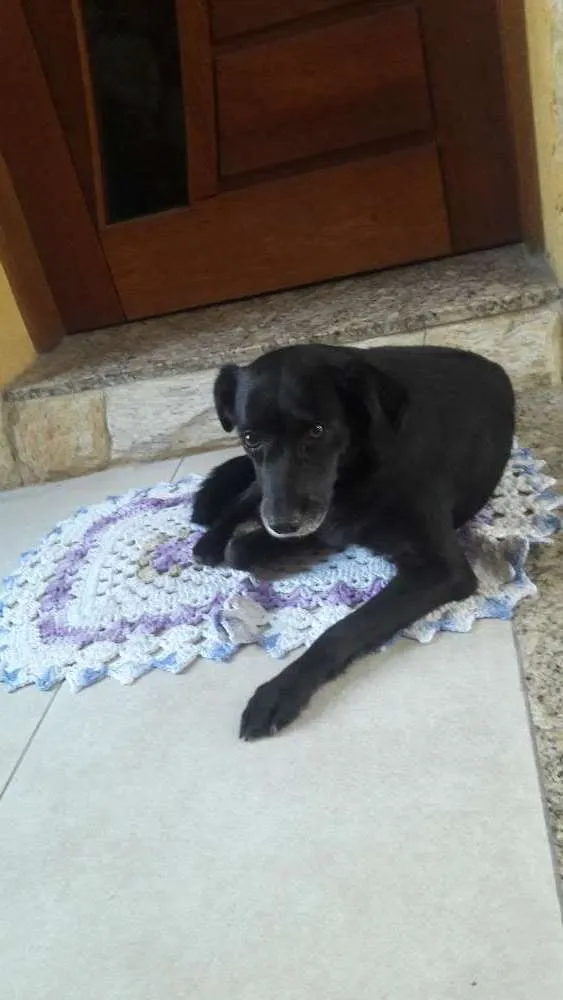 Cachorro ra a SRD idade 4 anos nome Sem nome