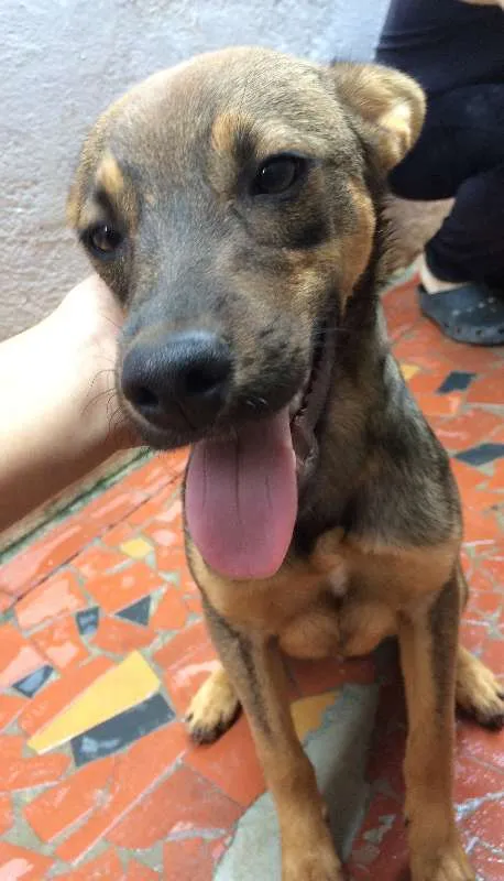 Cachorro ra a SRD idade 7 a 11 meses nome Billy