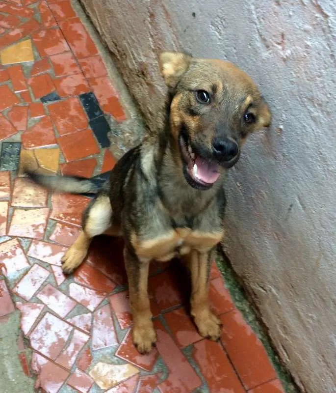 Cachorro ra a SRD idade 7 a 11 meses nome Billy
