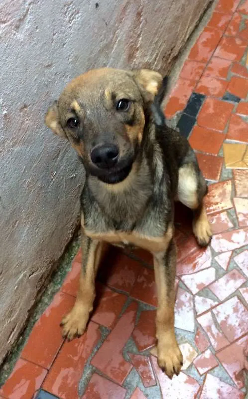 Cachorro ra a SRD idade 7 a 11 meses nome Billy