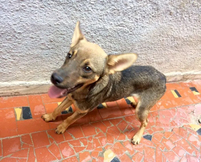 Cachorro ra a SRD idade 7 a 11 meses nome Billy