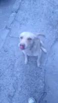 Bela