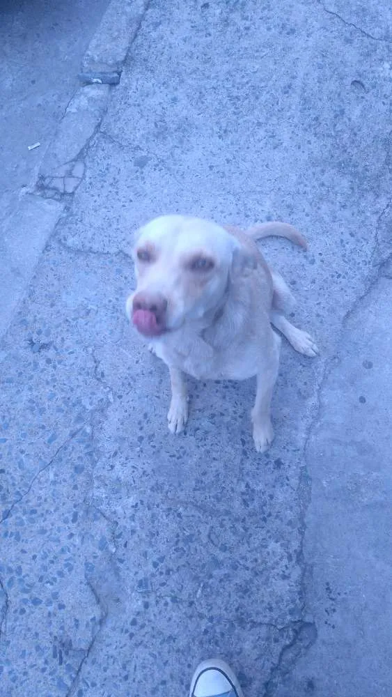 Cachorro raça Vira-lata idade 1 ano nome Bela