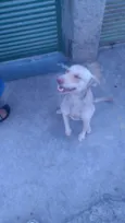 Bela