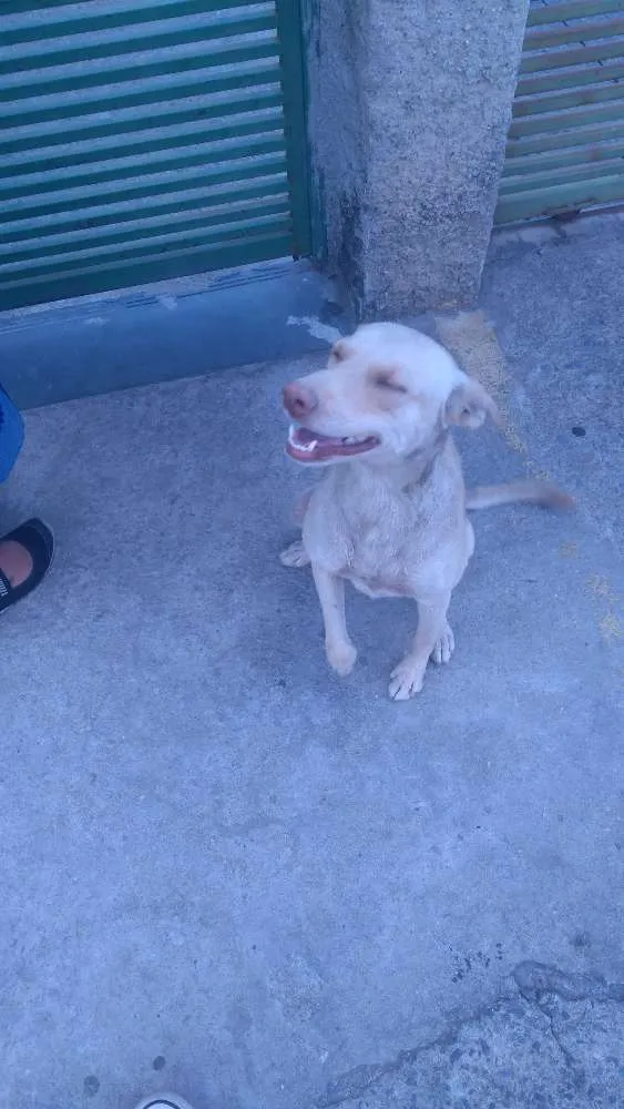 Cachorro raça Vira-lata idade 1 ano nome Bela