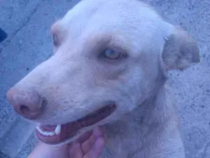 Cachorro raça Vira-lata idade 1 ano nome Bela