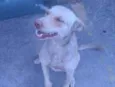 Bela