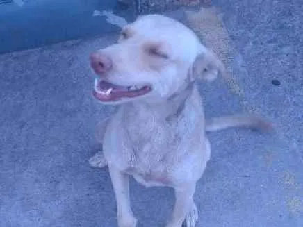 Cachorro raça Vira-lata idade 1 ano nome Bela