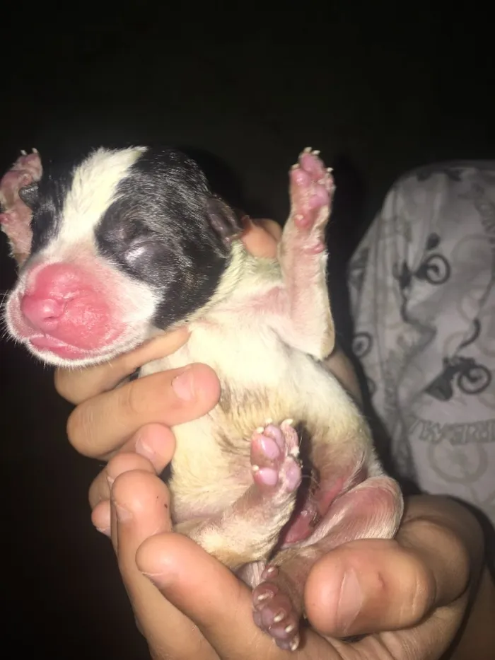 Cachorro ra a Srd idade  nome Filhotes