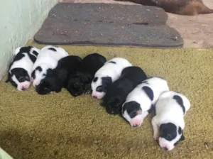 Cachorro raça Srd idade  nome Filhotes