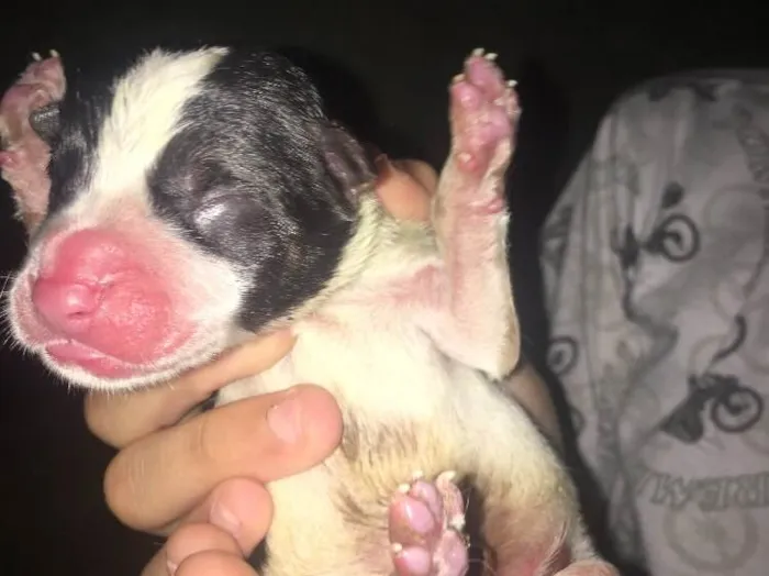 Cachorro ra a Srd idade  nome Filhotes