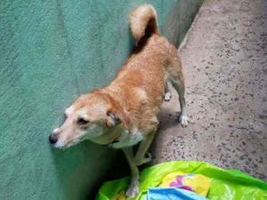 Cachorro raça Labradora idade 4 anos nome Jhully