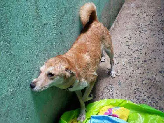 Cachorro ra a Labradora idade 4 anos nome Jhully