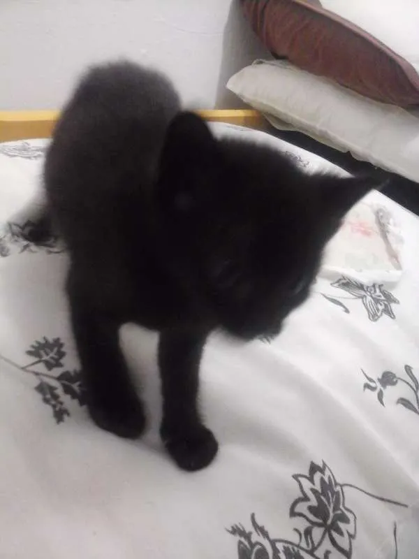 Gato ra a Sem raça idade Abaixo de 2 meses nome Sem Nome